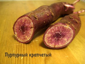 purpurny_krapchaty_sweetpotato