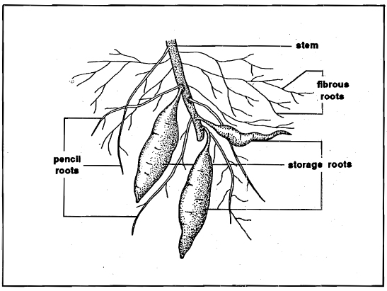 Защищает какой корень. Стержневой корень. Батат корень или побег. Водные растения со стержневой системой. Камелии Тип корневой системы.